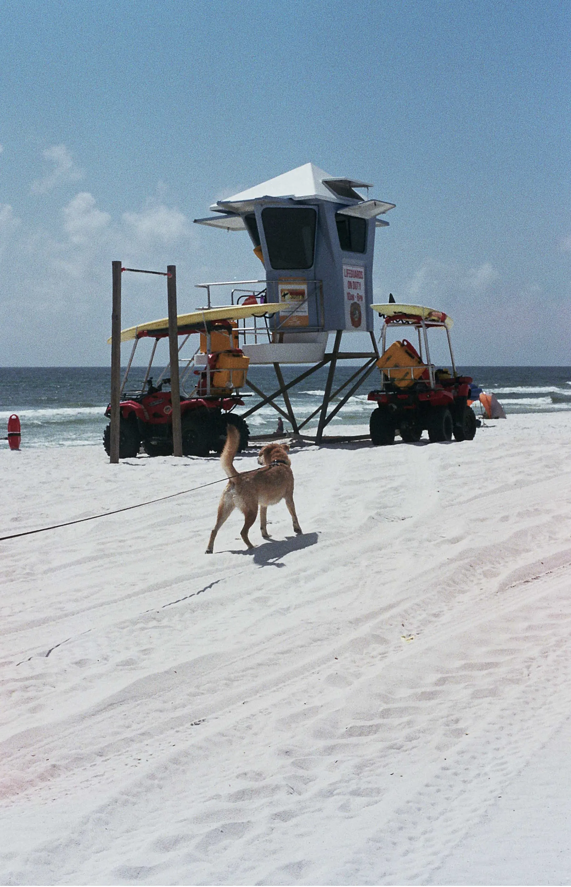 Lifeguard