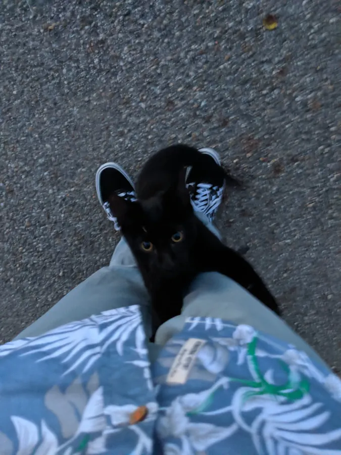 Kitten